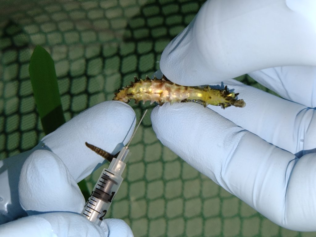 Aquarium Costa de Almería acoge a un caballito de mar rescatado de la playa de San Miguel - Senator Hotels & Resorts