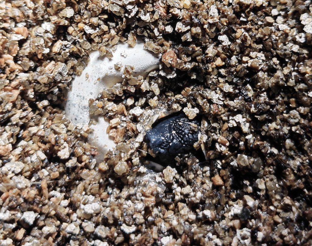 De Mojácar a MiniHollywood Oasys: trece crías de tortuga boba nacen con éxito en el desierto de Tabernas - Senator Hotels & Resorts